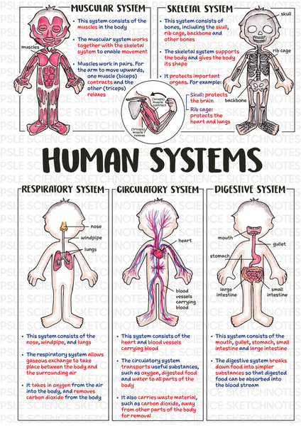 PSLE Science Sketchnotes (4th Edition)