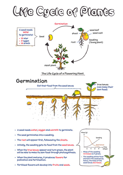 PSLE Science Sketchnotes